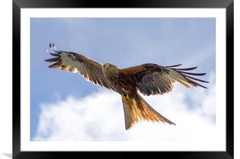 Buy Framed Mounted Prints of Spectacular Red Kite soaring through the clouds by Julie Tattersfield
