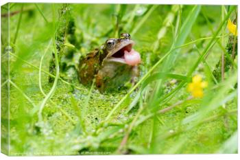 frog tongue