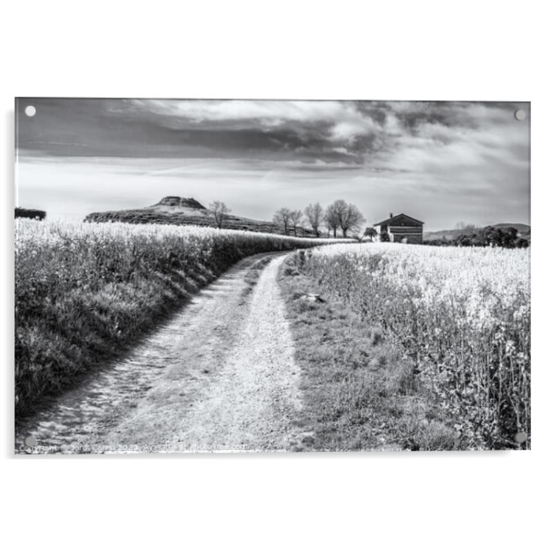 Breathtaking Rapeseed Fields - CR2204-7071-BW Picture Acrylic Wall Art ...