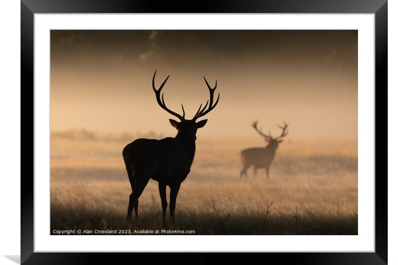 Buy Framed Mounted Prints of A group of deer standing in a grassy field by Alan Crossland