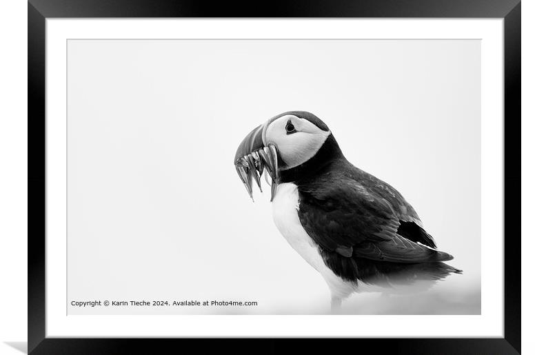 Buy Framed Mounted Prints of Atlantic Puffin Portrait Scotland by Karin Tieche