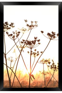 Cow Parsley (Keck) At Sunset. Picture Canvas Wall Art in Colour by