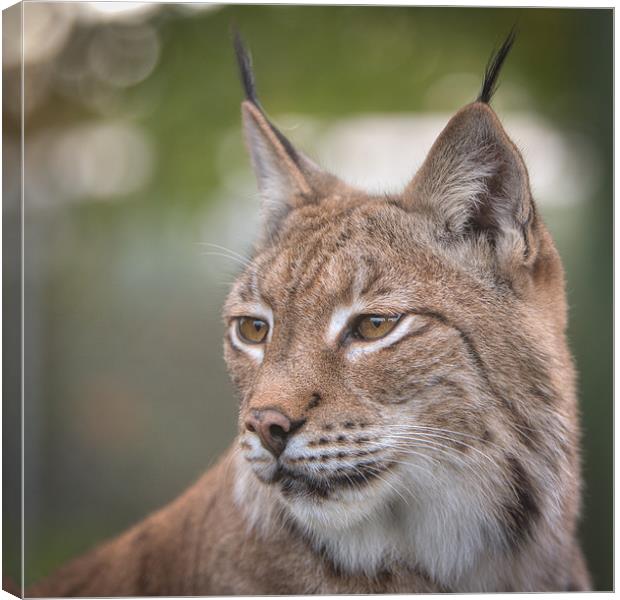 Eurasian lynx print by Editors Choice