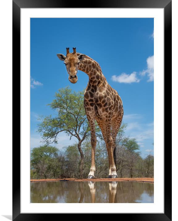 Buy Framed Mounted Prints of Curious giraffe by Villiers Steyn