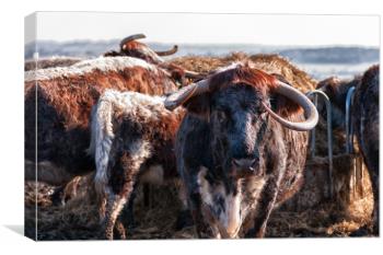 Longhorn Cattle Canvas Prints Wall Art For Sale