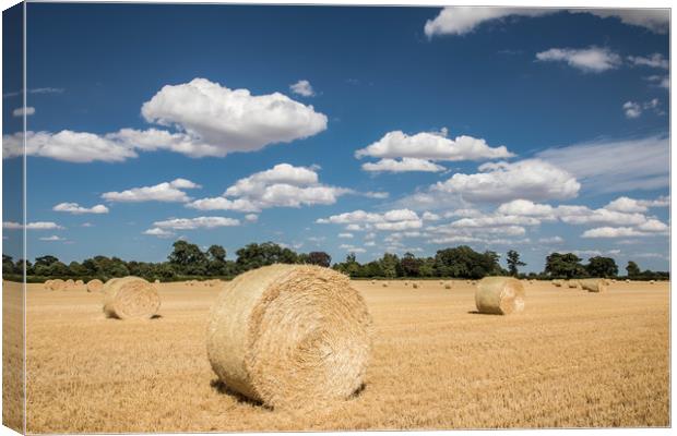 Hay Bales In A Norfolk Field Canvas Print By David Woodcock