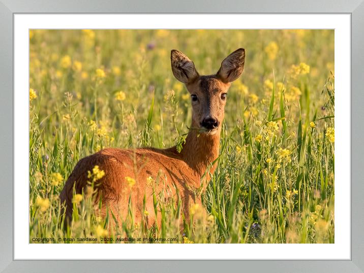 Buy Framed Mounted Prints of Roe Deer Doe in the Meadow by Brian Sandison