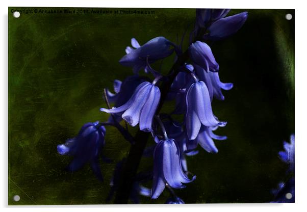 Spring Bluebells Acrylic by Annabelle Ward