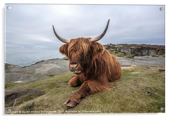 Highland Cow Chilling Out Acrylic by mhfore Photography