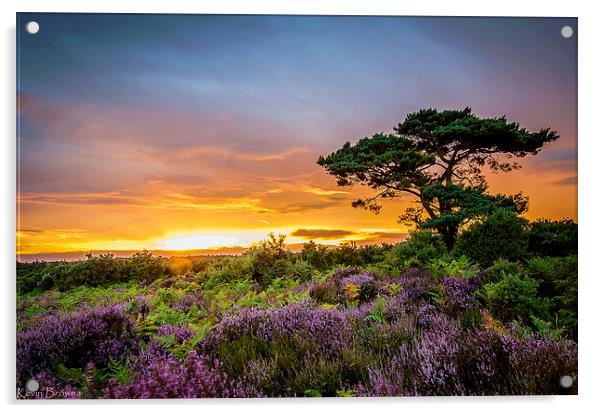 New Forest Sunset at Bratley View Acrylic by Kevin Browne