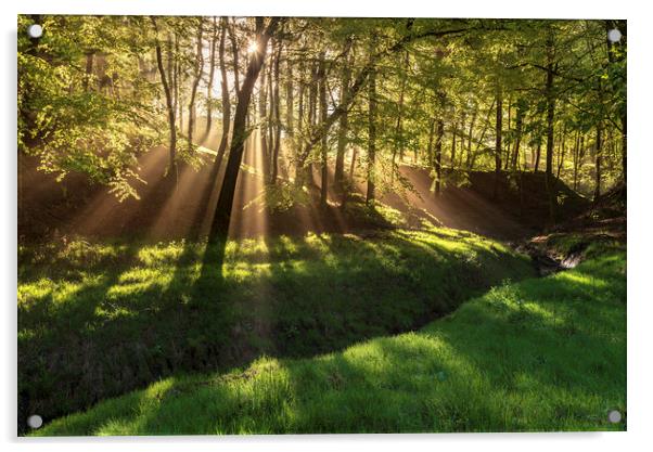 Spring morning sunrays in Hooleyhey woods Acrylic by John Finney