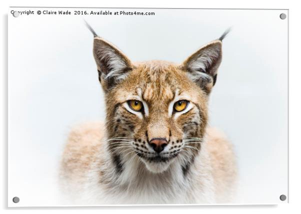 Eurasian Lynx Acrylic by Claire Wade