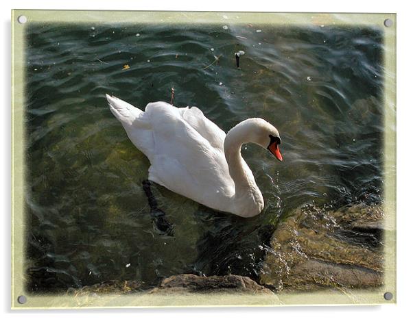 Swan  Acrylic by a aujan