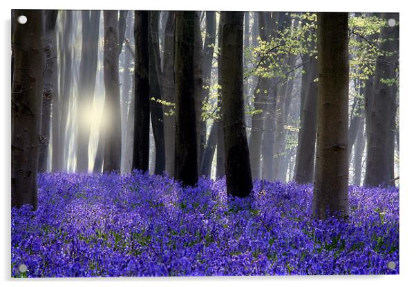Bluebell Wood Acrylic by Tony Bates