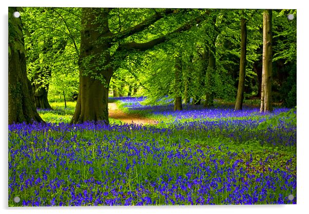 Bluebell Wood - Thorpe Perrow Acrylic by Trevor Kersley RIP