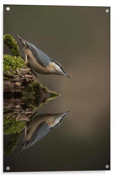 Nuthatch Reflection Acrylic by Natures' Canvas: Wall Art  & Prints by Andy Astbury