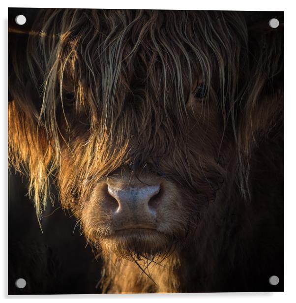Highland Cow, Backlit, Derbyshire Acrylic by Sue MacCallum- Stewart