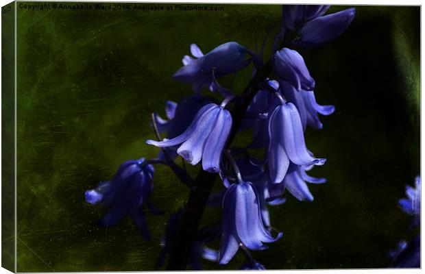Spring Bluebells Canvas Print by Annabelle Ward