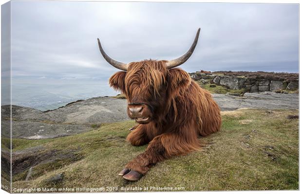 Highland Cow Chilling Out Canvas Print by mhfore Photography