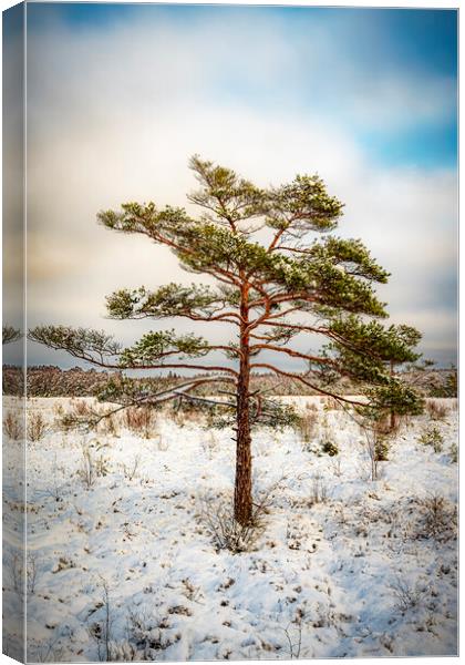 Lonely Tree in Winter Canvas Print by Antony McAulay