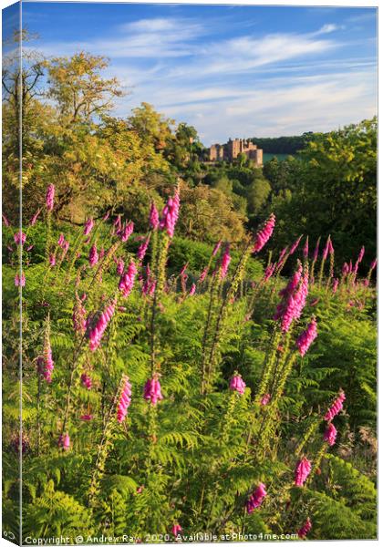 Fox Gloves at Dunster Canvas Print by Andrew Ray