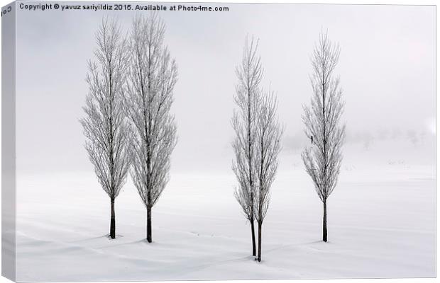  Poplar trees in winter  Canvas Print by yavuz sariyildiz