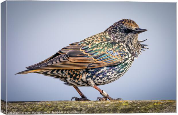 Starling  Canvas Print by Ray Pritchard