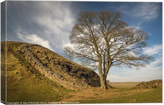 Sycamore Gap  Canvas Print by Ray Pritchard
