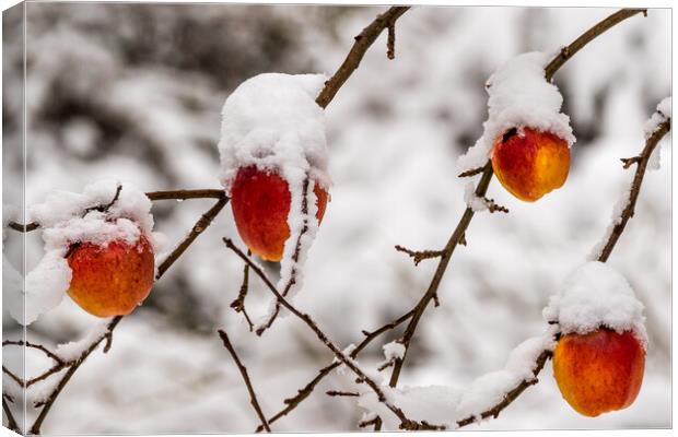 Apples covered with snow Canvas Print by chris smith