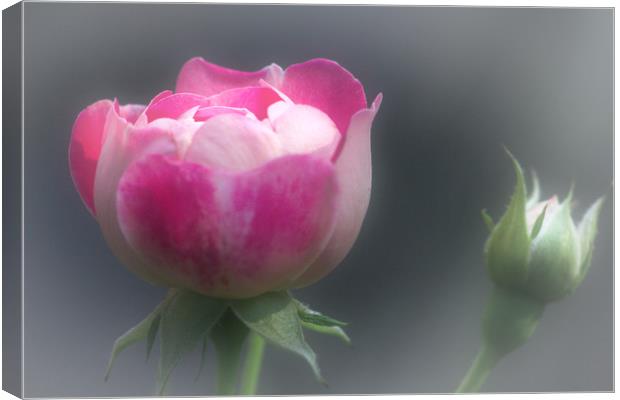 Pink Rose and Rosebud Canvas Print by Jeremy Hayden