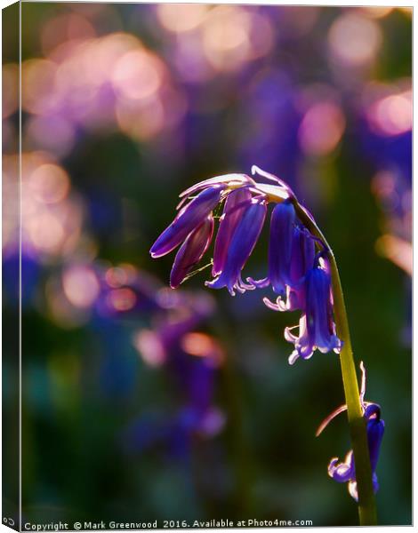 Bluebell Heart Canvas Print by Mark Greenwood