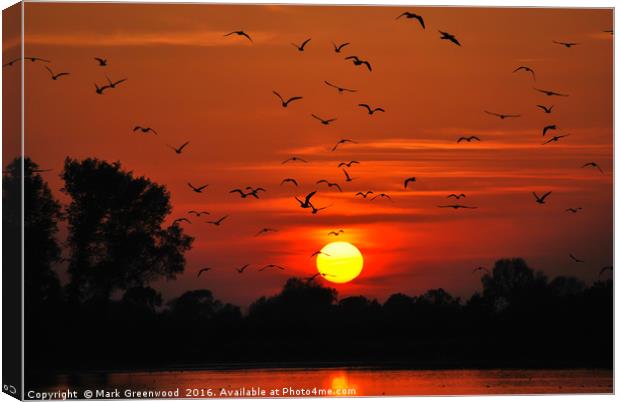 Sunset Flight at Wilstone Reservoir Canvas Print by Mark Greenwood