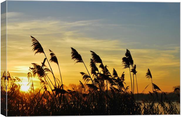 Bullrushes at Sunset Canvas Print by Mark Greenwood