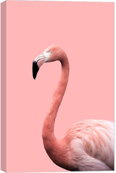 Flamingo in Pink Canvas Print by Linda Cooke