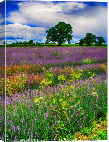 A Lavender Field in Somerset                       Canvas Print by Paul F Prestidge
