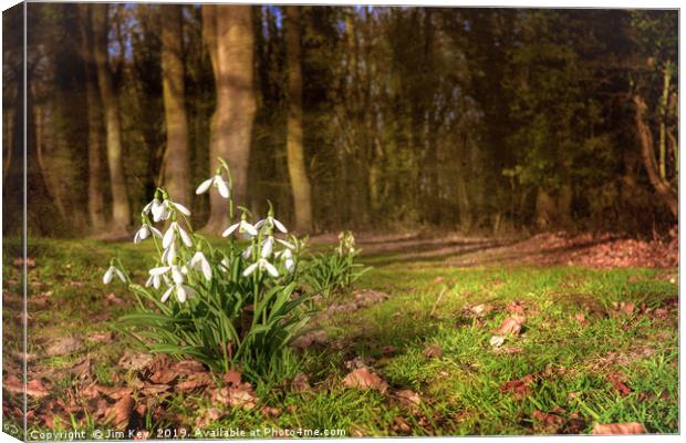 Snowdrops in  Woodland Canvas Print by Jim Key