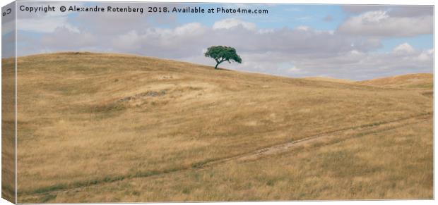 Oak tree on Alentejo Landscape, Portugal Canvas Print by Alexandre Rotenberg