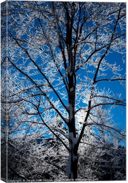 branches of snow-covered trees Canvas Print by Sergio Delle Vedove