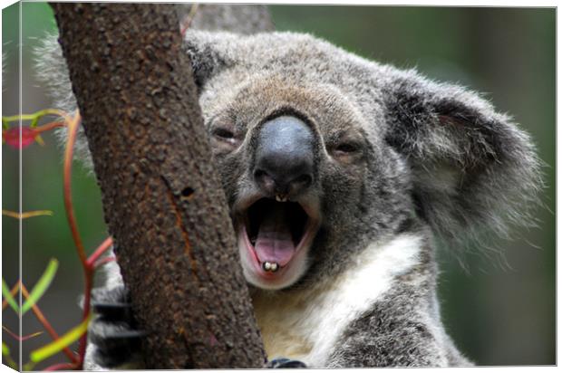 Koala yawn Canvas Print by Lisa Shotton