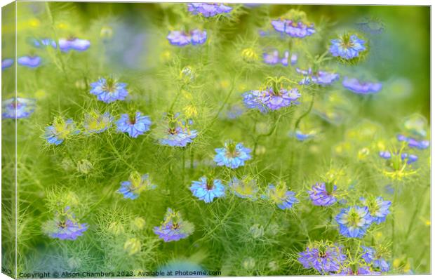 Love In A Mist Canvas Print by Alison Chambers