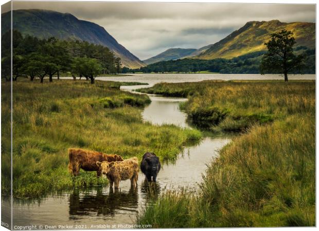 Majestic Highland Cows in Buttermere Canvas Print by Dean Packer