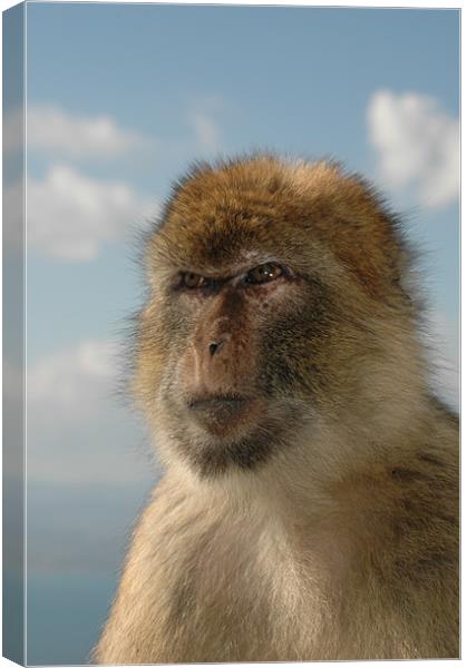 Barbary ape in thought  Canvas Print by Tony Hadfield
