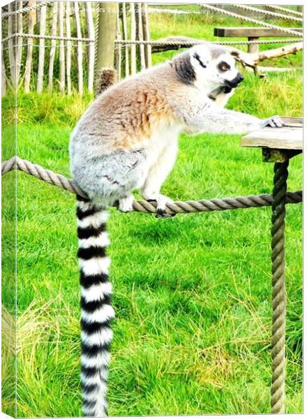 Lemur looking like it's on the phone Canvas Print by Mark Chesters
