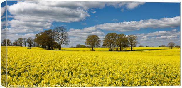 Outdoor field of rapeseed in full bloom in Kent UK Canvas Print by John Gilham