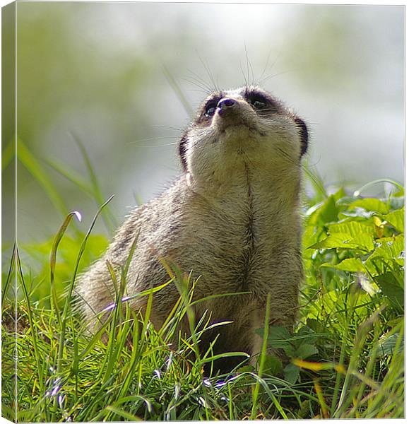 Compare the Meerkat Canvas Print by allen martin