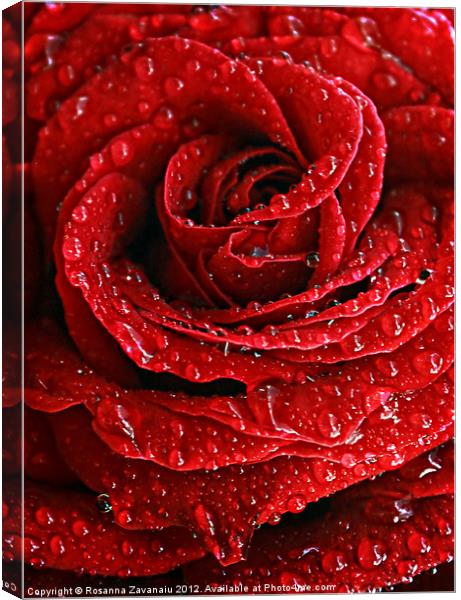 ZAB077 Red Rose Rain Drops Modern Canvas Abstract Home Wall Art Picture Prints 