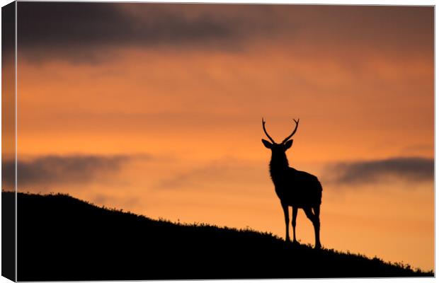 Sunrise Stag Silhouette Canvas Print by Macrae Images