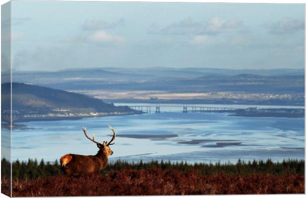 Stag Overlooking the Beauly Firth and Inverness Canvas Print by Macrae Images