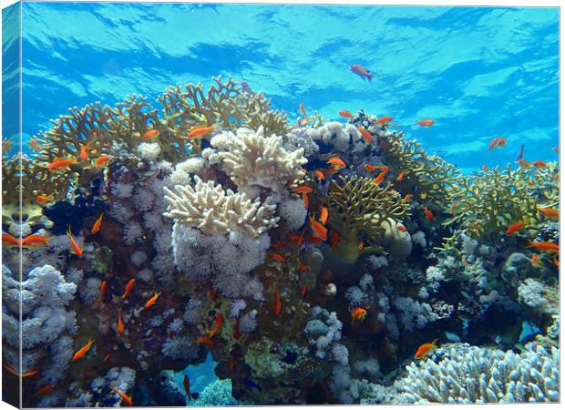 Red Sea Underwater life Canvas Print by mark humpage