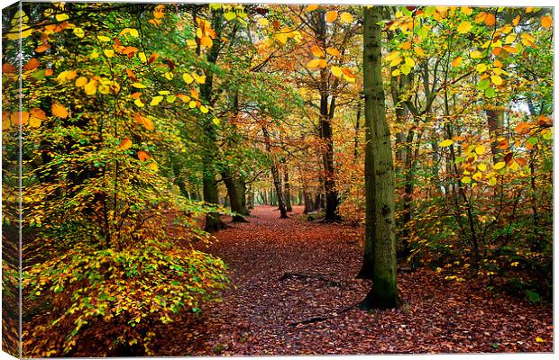  Autumn Woodland Canvas Print by Jim Jones